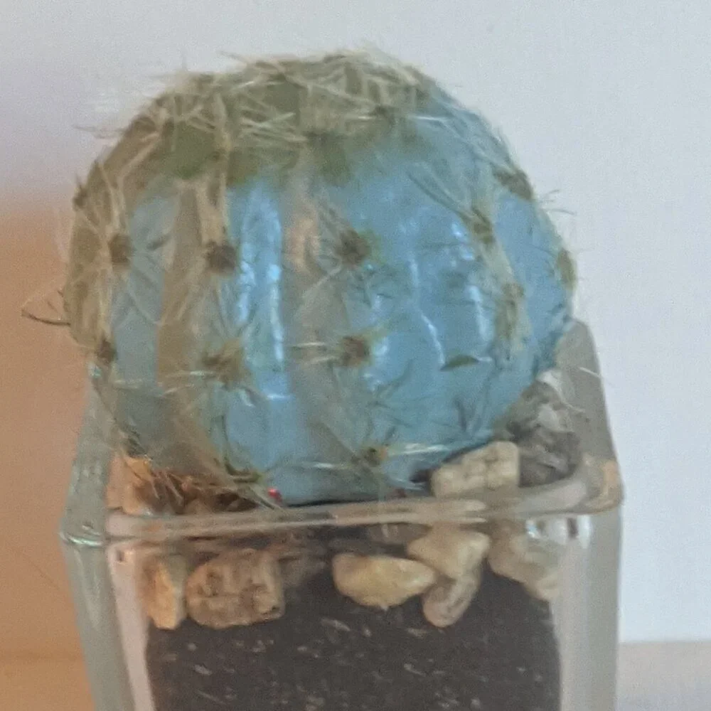 NWT Ashland Faux Mini Fuzzy Cactus Pot Floral Succulent Summer Desert Michael's